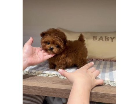 Toy poodle red brown ultra mini yavrularımız