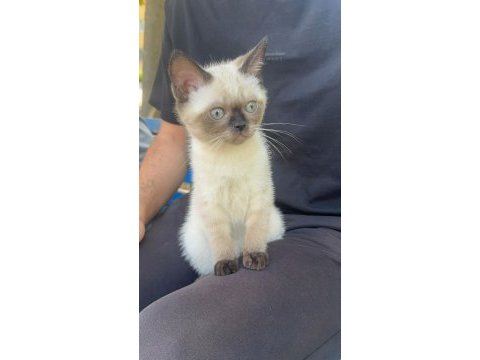 Siyam kedisi bebek