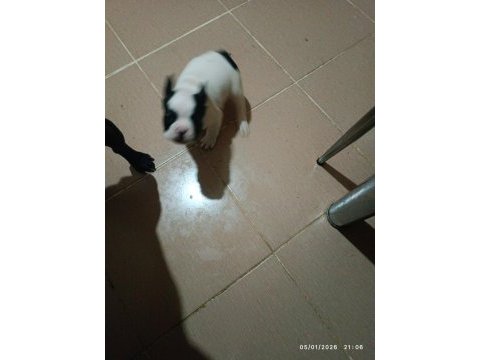 Erkek french bulldog bebeklerimiz yeni sahiplerini bekliyor