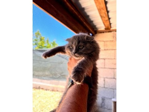 Uyguna mükemmel scottish fold bebekler | sahibinden
