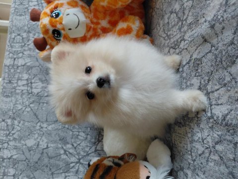 Pomeranian boo 70 günlük