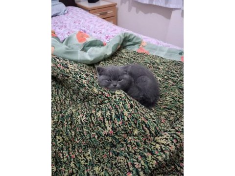 Safkan british shorthair