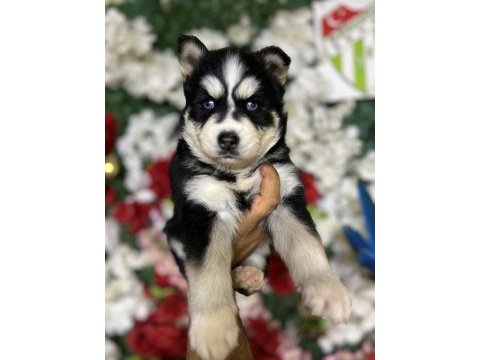 Sibirya kurdu (husky) yavrularımız
