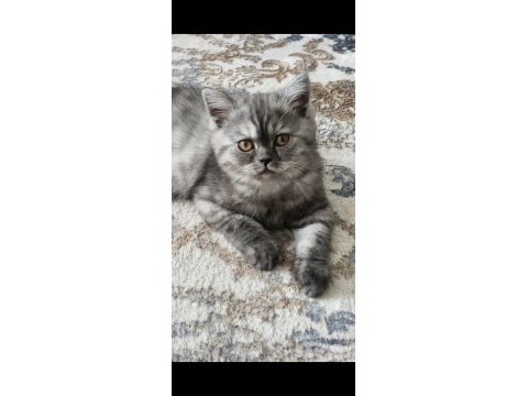 Biritish shorthair yavrular