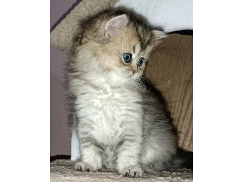 Biritish shortair british longhair safkan yavrular