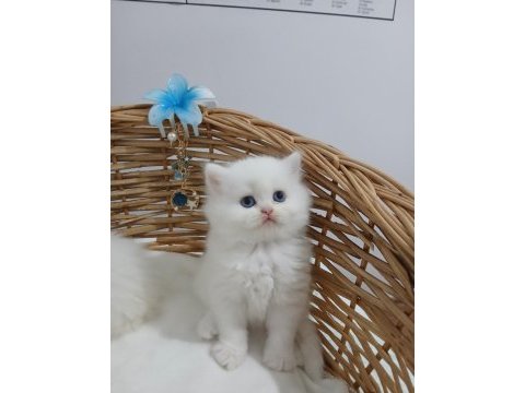 Best of 2026 chinchilla