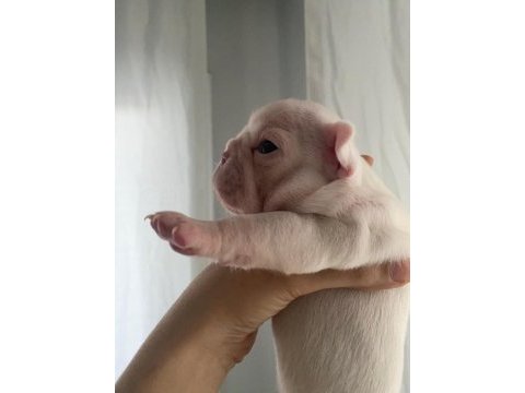 Dişi french bulldog