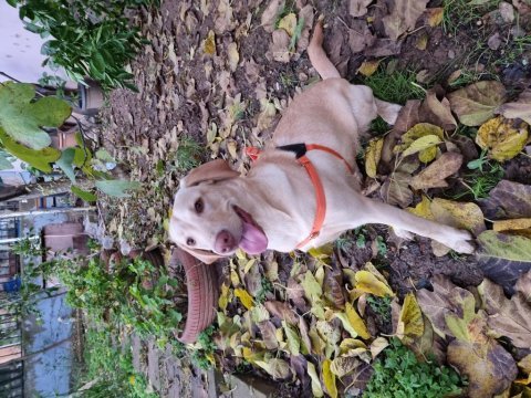 Latte kızımıza (labrador) yuva aranıyor