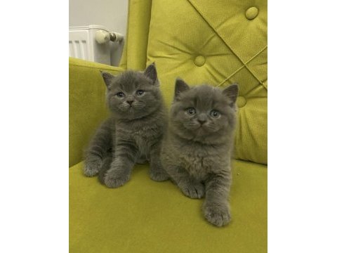 A kalite top kafa british shorthair kızlarım