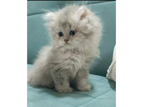 Golden british longhair