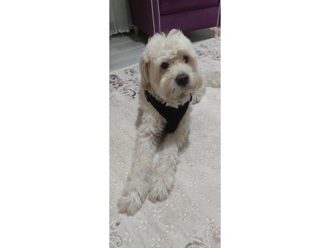 White terrier 3 yaşında ücretsiz sahiplendirme