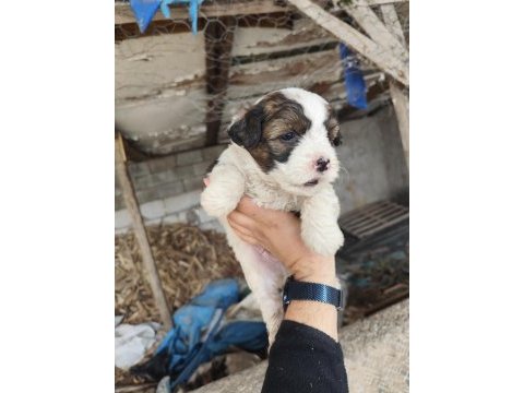 Maltese terrier yavrular
