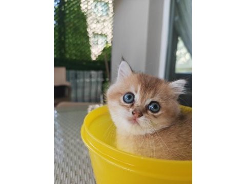 Ankaranın en seçkin golden british shorthair yavruları