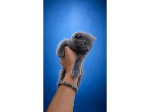 Tuvalet eğitimli 2 aylık scottish fold