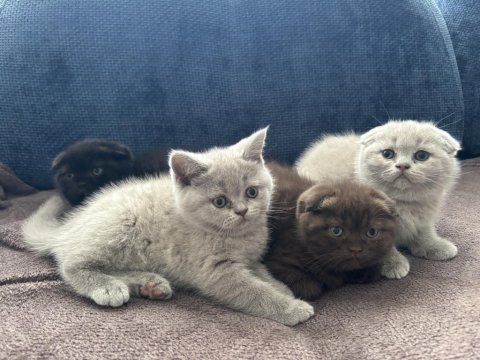 Scottish fold kardeşler