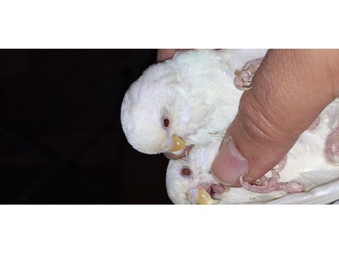 Yaz kampanyası kafesini al gel kuşu kap götür