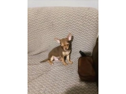 Görüşülür chihuahua
