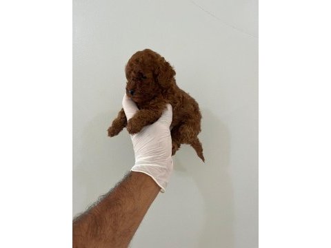 Korekan red brown orjinal poodle yavrumuz