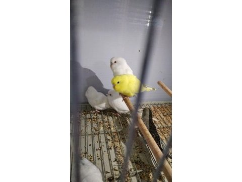 Yavru ve yetişkin her ırk muhabbet kuşu üretimhaneden