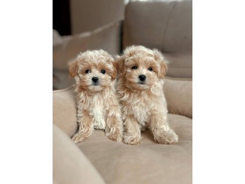 En iyisine sahip olmak için maltipoo yavrular