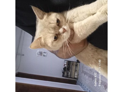 Sahiplendirilecektir british shorthair