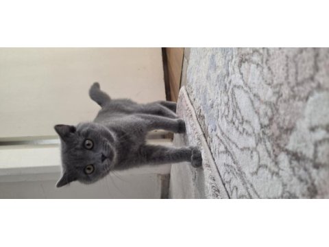 28 şubat doğumlu british shorthair