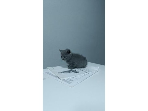 2 aylık 4 tane yavru british shorthair