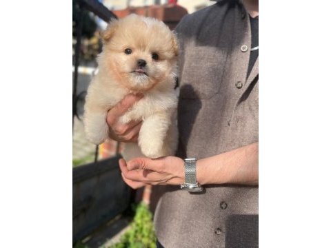 Kilo garantili maltipoo yavrumuz