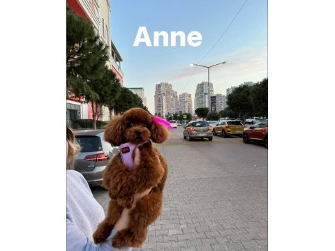 Kore poodle yavrular