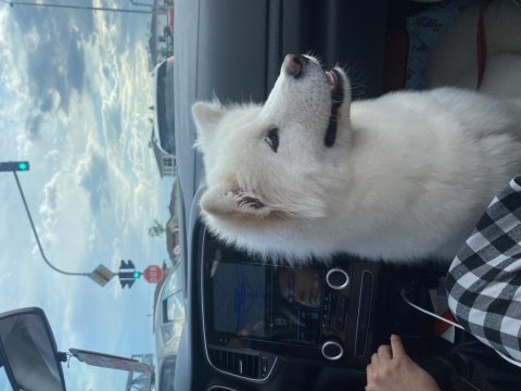 Orjinal anne baba şecereli annenin babanın samoyed yavrusu