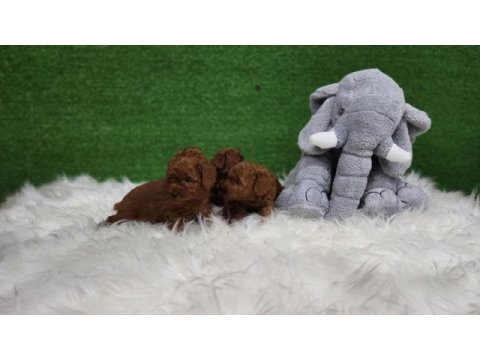 Bizimle iletişime geçmeden karar vermeyin poodle