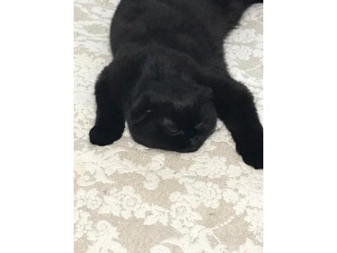 Scottish fold siyah