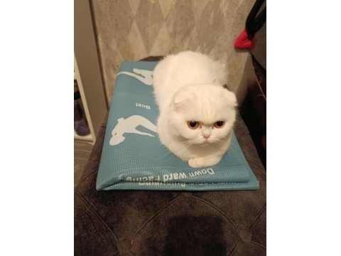 Scottish fold 2 yaşında dişi