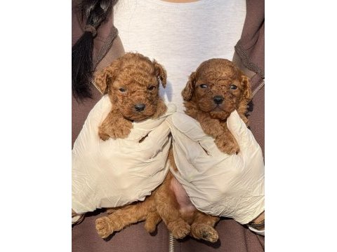 Toypoodle sevimli yavrular ruhsatlı çiftlik 