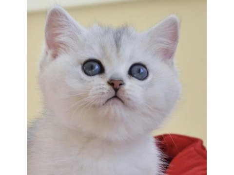Oyuncu kedimiz ns24 british shorthair 