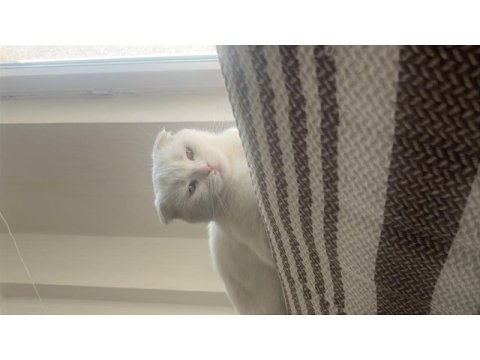 Scottish fold ve van kedisi kırması