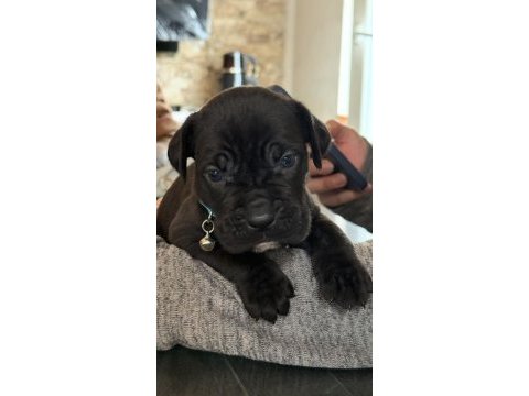 Cane corsa alan koruma köpeği yavruları 