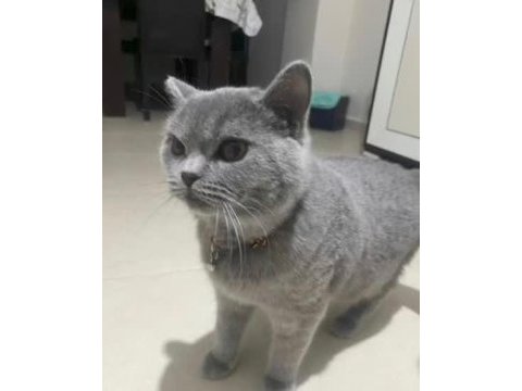 Scottish fold 10 aylık erkek