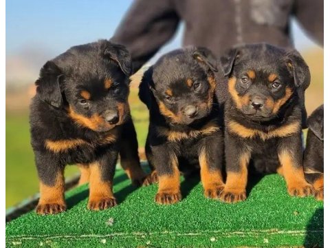 43 günlük dev rottweiler yavrular