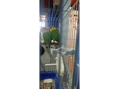 2 cennet papağanı açıklamaya bakmanız faydalı olur