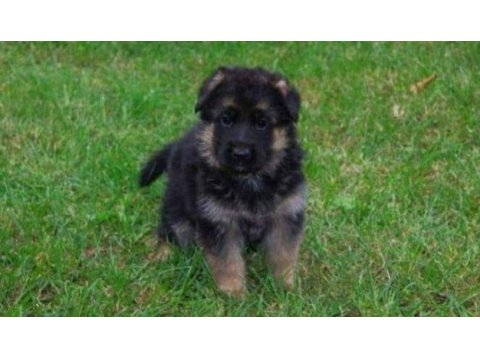 Irk ve sağlık garantili alman çoban köpeği yavruları