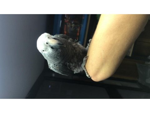 Fıstık jako papağanı kızım gaga