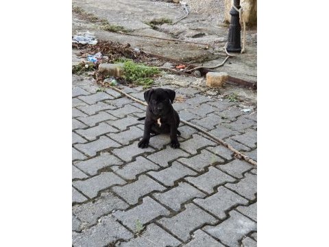 Cane corso köpeği