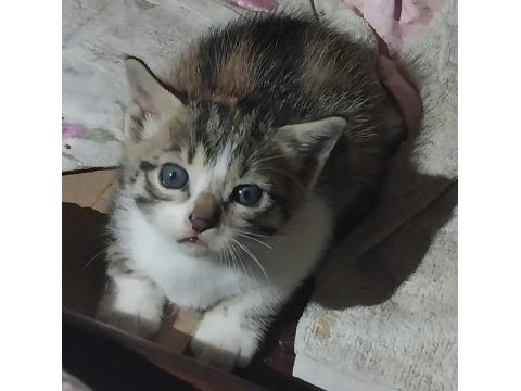Sağlıklı melez bebek kediler