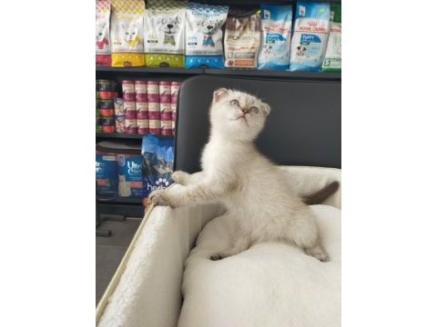 2 aylık scottish fold blue point dişi