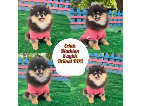 Pomeranian fox teddy bear gülen surat