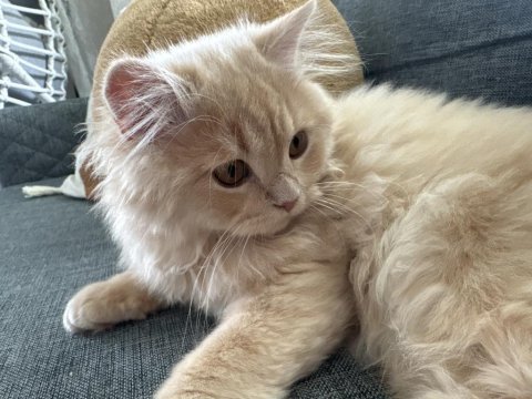 British longhair yavruma yeni yuva arıyorum