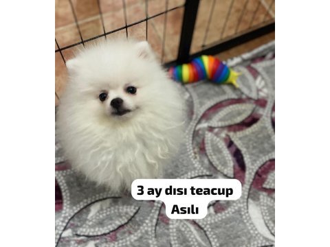 4 farklı dişi erkek pomeranian yavrular