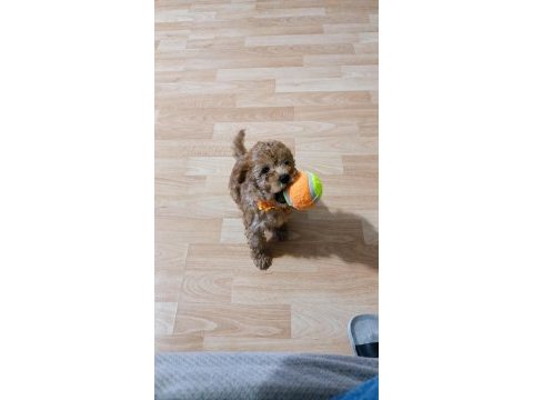 58 günlük toy poodle