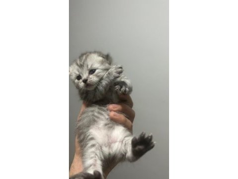 55 günlük british longhair yavrular